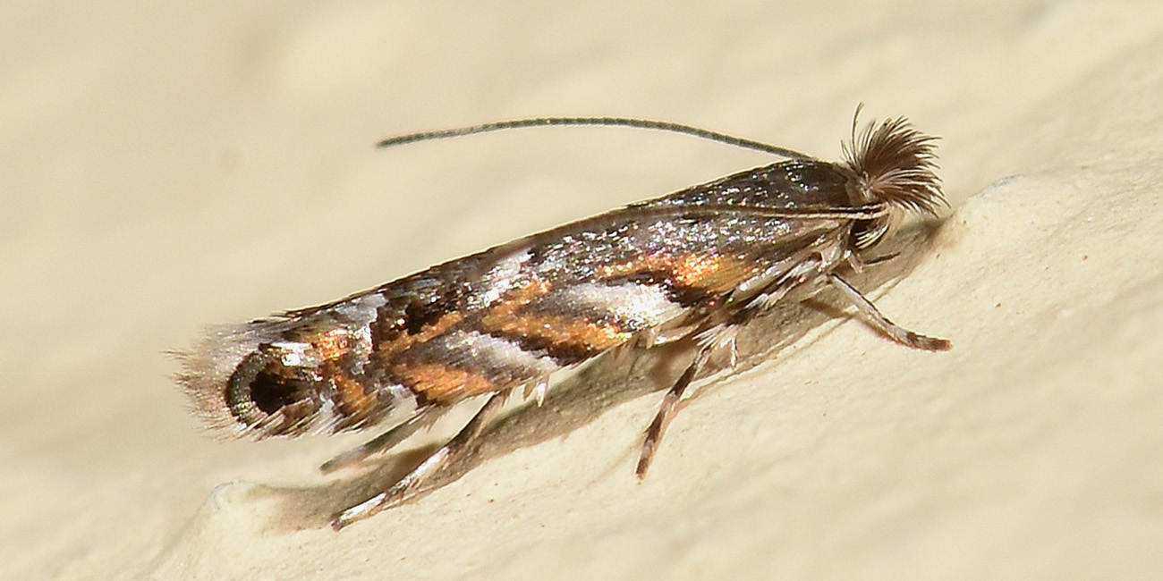 Gracillariidae: Phyllonorycter robiniella?